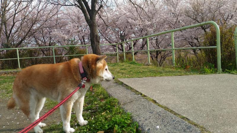 プリン